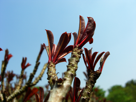 impala lily adenium or adenium obesum or desert rose or APOCYNACEAEの写真素材