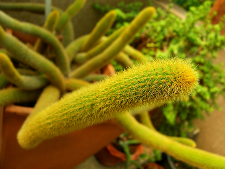 cleistocactus winteri or cactaceae or golden rat tailの写真素材