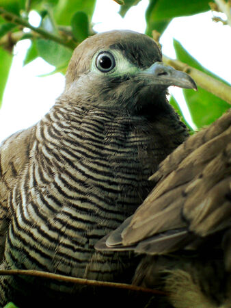dove or zebra dove or morning dove in closeup shot