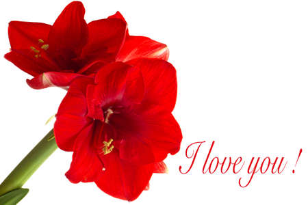 The red hippeastrumの写真素材