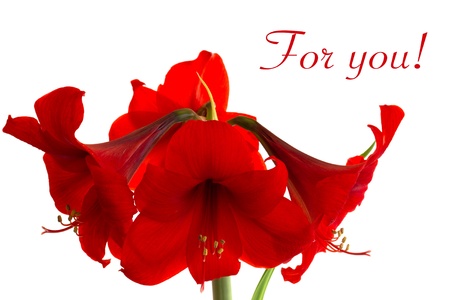 The red hippeastrumの写真素材