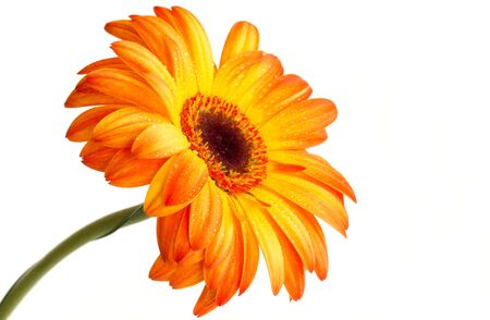 The orange gerbera on a white backrgroundの写真素材