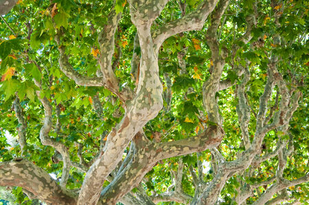 Trunk of a sycamore treeの写真素材
