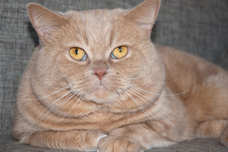 The British Shorthair on the sofa.の写真素材