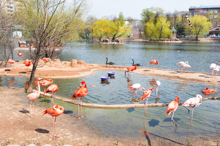 Colony of flamingos during the early spring in Moscow Zoo, Russia.のeditorial素材