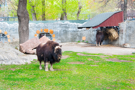 Couple of the muskoxs during the midday in a cage.のeditorial素材