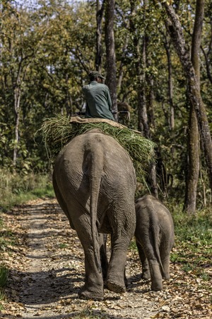Man riding elephant in Chitin National park.の写真素材