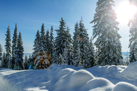 Winter in Carpatian Mountains. Ukraine. Ukraine.Sunny day. Sunny day.の写真素材
