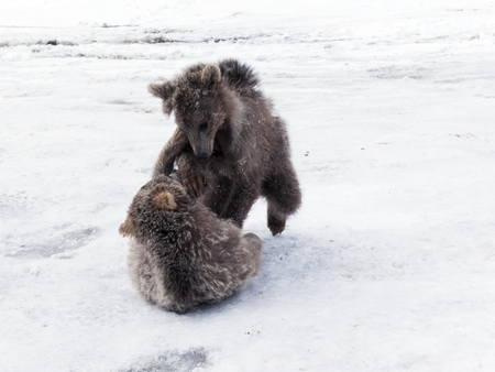 Winter in Greater Caucasus Mountains. Two Brown bear cubs playing. Georgia (country). Mestia ski resort. Svaneti (Svanetia) region of Georgia.の写真素材
