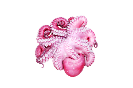 Fresh octopus on white isolated backgroundの写真素材