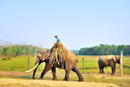 14 March 2014, Man riding male elephant with big tusks at Sauraha near Chitwan National Park, Nepal.のeditorial素材