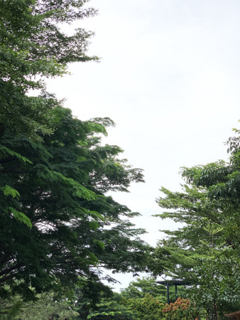 Trees in the park on a cloudy day. Natural background.の写真素材