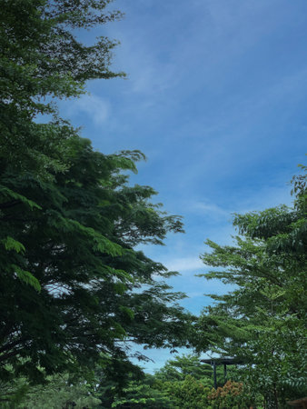 Trees in the park with blue sky and white clouds background.の写真素材