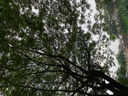 Trees in the rainforest of  Banjir Kanal Timur, Jakarta, Indonesiaの写真素材