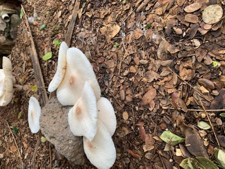 White mushrooms growing on the ground in the forest. Close up.の写真素材