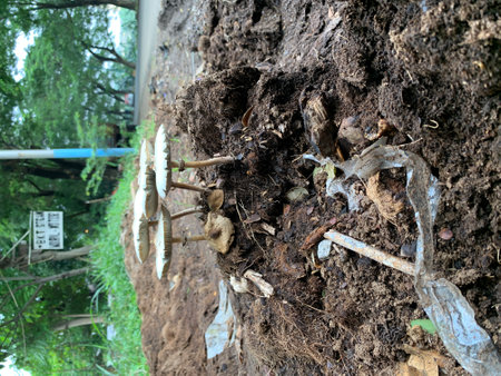 The root of the tree in the garden, closeup of photoの写真素材