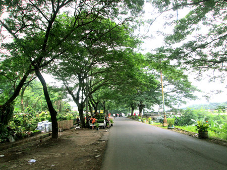 Beautiful view of the park. The side street is overgrown with shady big trees. Trees with green branches in the park. View from below.の写真素材