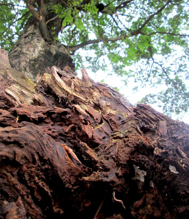 Tree trunks in the forest, looking very old and fragile. Bark of a big tree in the forest. Nature background.の写真素材