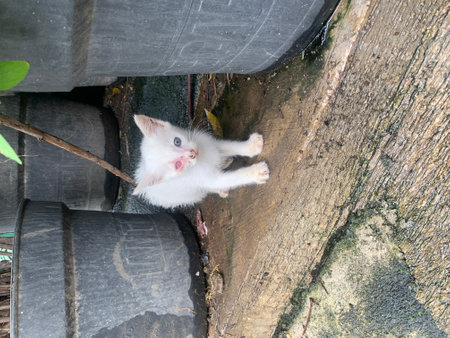 A cute white kitten in the corner of the park, with two different colored eyes.の写真素材