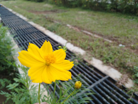The invasive plant species Cosmos sulphureus is also known as sulfur cosmos and yellow cosmos.の写真素材