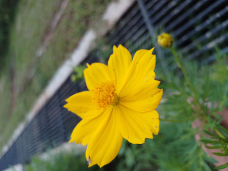 The invasive plant species Cosmos sulphureus is also known as sulfur cosmos and yellow cosmos.の写真素材