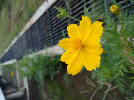 The invasive plant species Cosmos sulphureus is also known as sulfur cosmos and yellow cosmos.の写真素材
