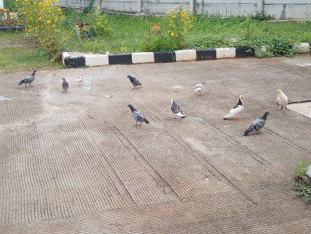 Pigeons on the ground in the yard of the house.の写真素材