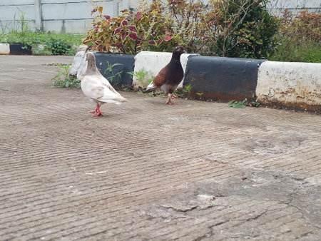 Pigeons on the road and park.の写真素材