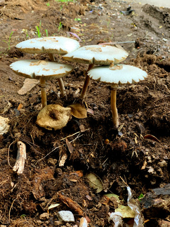 Mushrooms growing on the ground in the garden, mushrooms and mushroom growing in a stump, in the forest.の写真素材