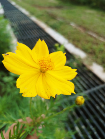 The invasive plant species Cosmos sulphureus is also known as sulfur cosmos and yellow cosmos.の写真素材