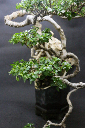 Bonsai tree in a black pot on a black background. Sancang bonsai tree, with the scientific name Premna Microphyla. Closeup of a bonsai tree on a rock with a black background.の写真素材