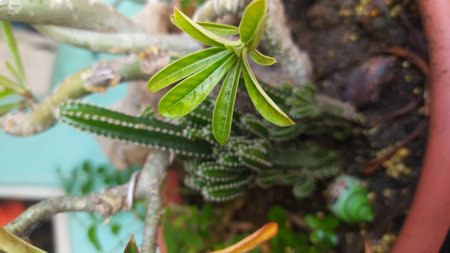 Frangipani trees that are developing pink frangipani flowers, very beautiful and cute.の写真素材