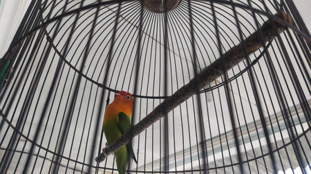 The cutest love bird is in a cage, green and yellow with a red beak.の写真素材