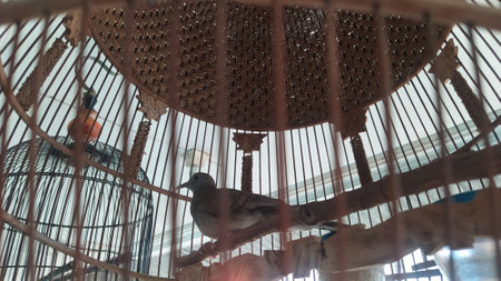 Turtledove in a cage.の写真素材