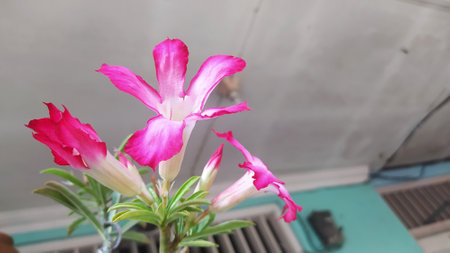 Frangipani trees that are developing pink frangipani flowers, very beautiful and cute.の写真素材