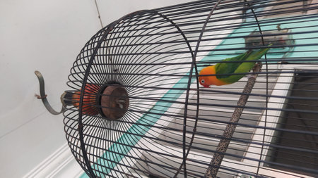 The cutest love bird is in a cage, green and yellow with a red beak.の写真素材