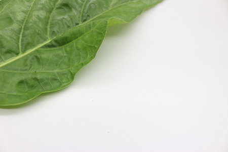 A portrait of a leaf with a white background, a natural photo with a firm leaf texture.の写真素材
