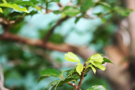 green plant with blur designの写真素材