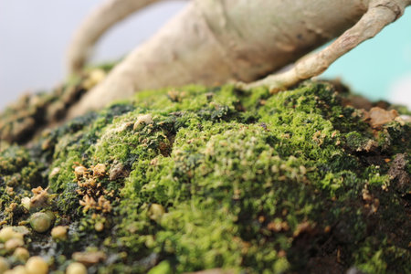 grass and gravel on the bonsai plantの写真素材