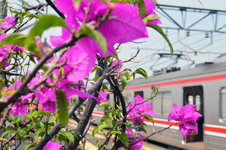 Pink flowers at the train stationの写真素材