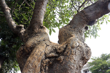 Old brown tree trunks in a city park