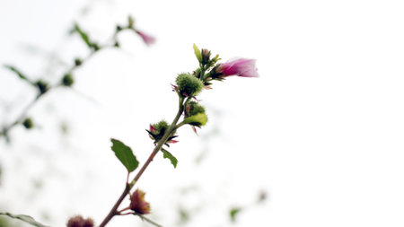 Small pink flowers in a large garden with a blur effectの写真素材