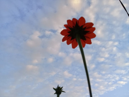 A view of red flowers from below and a bright cloud backgroundの写真素材