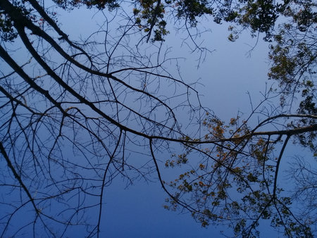 Tall tree without leaves in the garden at morningの写真素材