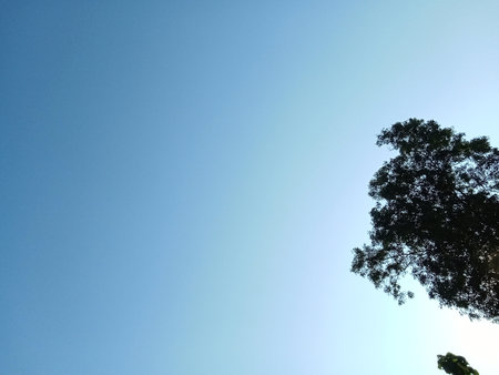 View of tree branches and sunny clouds from belowの写真素材