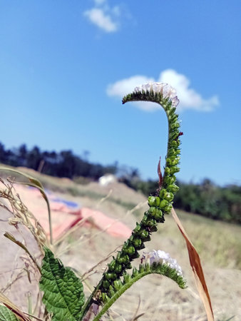 Plants growing in the field during the dayの写真素材