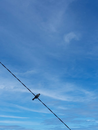 Birds on power lines with beautiful blue skyの写真素材