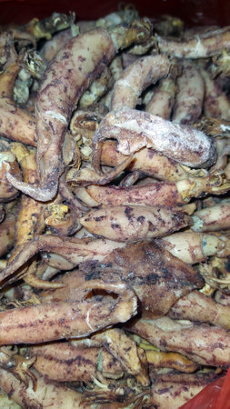 Fresh small squid at traditional market