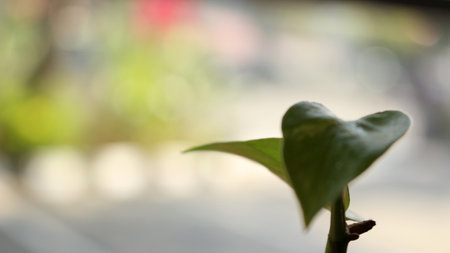 Plants in bottles on the table with a blur effectの写真素材