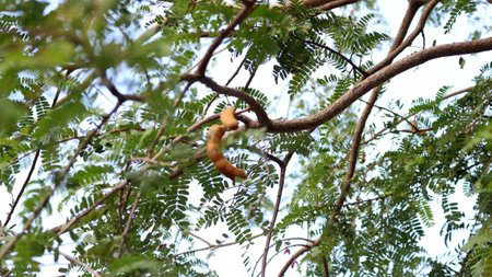 Close up view of tamarind fruit on a treeの写真素材